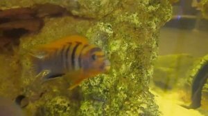 Лабидохромис кимпума ред. Содержание цихлид мбуна из оз. Малави.