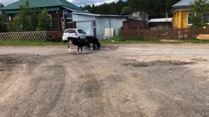 #Северск. Живу в Сибири. Гуляю по пос. Самусь. Как спасти озеро Круглое?