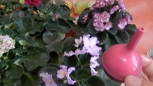 КАК ЧАСТО Я ПОЛИВАЮ ФИАЛКИ И КАК ОПРЕДЕЛЯЮ ЧТО ЕЕ НУЖНО  ПОЛИТЬ !!!