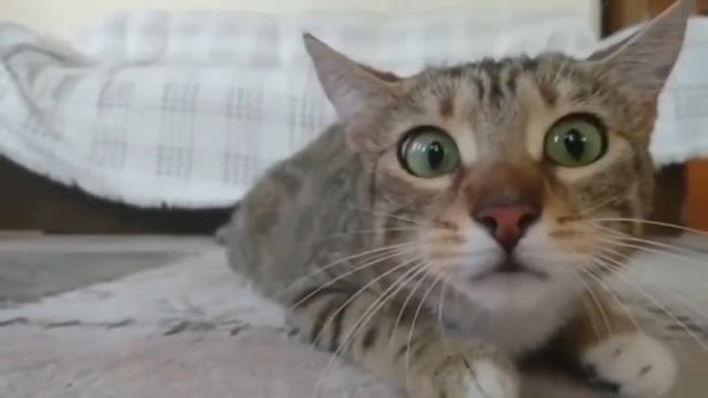 СМЕШНЫЕ ФОТО КОТОВ.  ПОДБОРКА ФОТО МИЛЫХ И СМЕШНЫХ КОТОВ И КОШЕК.