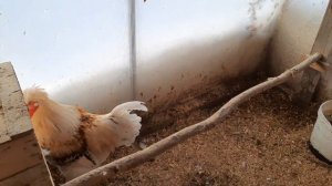 Последствия боя петухов