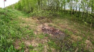 Труп лося под обочиной.