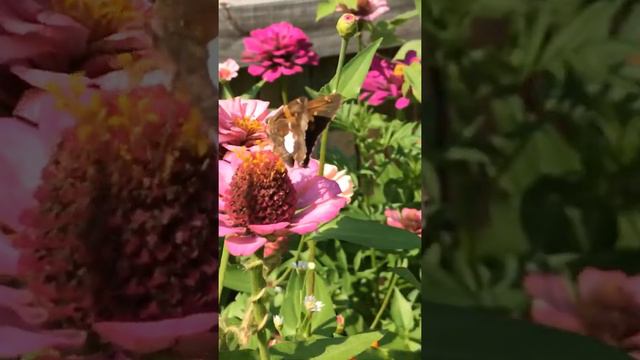 Zinnia Sunshine Shade Butterfly