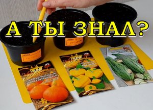 КАБАЧКИ: сроки посева, сорта, температура, освещение, поливы....???