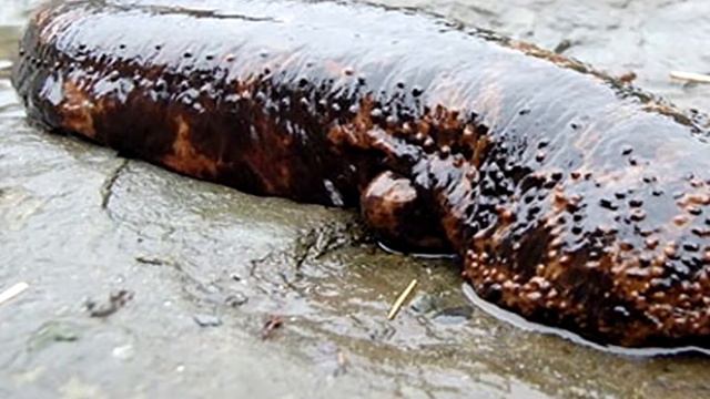 Самые необычные существа бросающие вызов нашему воображению!!! смотреть онлайн