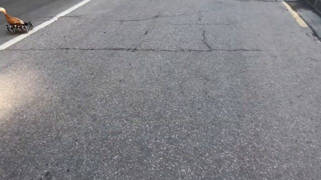 Удивительное семейство уток-огарей гуляет по Москве смотреть онлайн