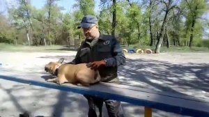 Дрессировка французский бульдог.