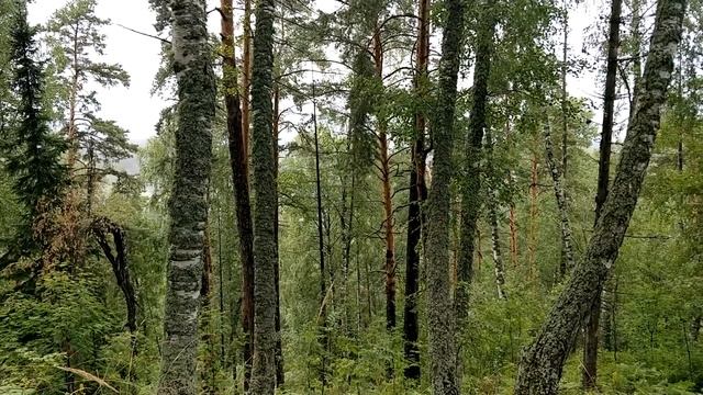 Туман в горах | Туманный лес | Естественная среда России