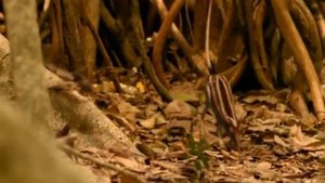 Лептиктидий ( Прогулки с чудовищами )