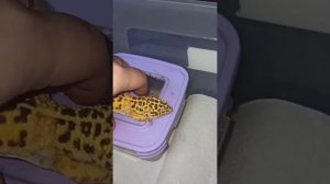 Как определить пол эублефара?