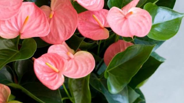 Антуриум . Особенности ухода и разведения в комнатных условиях смотреть онлайн