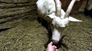 Знакомство новорождённой козочки с мамой. Не думал, что когда куплю дом в деревне - буду козоводом.