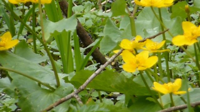 Spearwort - Ranunculus lingua - Vatnasóley - Villijurt - Fjölær jurt смотреть онлайн