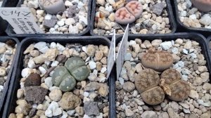 Цветут кактусы.Как выглядят литопсы летом.Суперсуккуленты.Lithops.Kakteen.