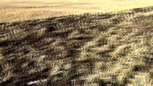 Глубокорыхлитель. Добрыня 7100.