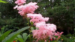 ✿➽ Наша дача Цветет лабазник (таволга)  2017