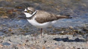 Красная книга Краснодарского края