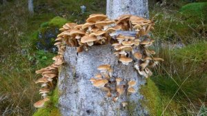 Чайковский Детский альбом Утреннее размышление Утренняя молитва оп.39 №1 Фортепиано Игорь Галенков