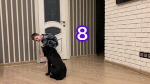 Щенок Кане Корсо 5 месяцев , что умеет.