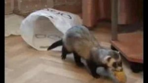 Самый прикольный хорёк