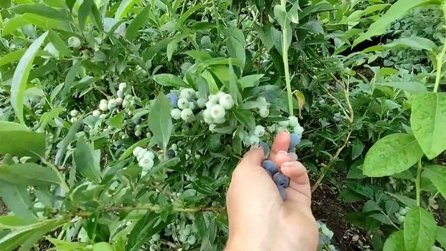 Дениз блю ? Голубика среднего срока созревания. Супер сорт!!!