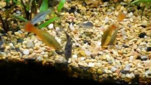 Меченосцы Хитрости, Содержание, уход, кормление.