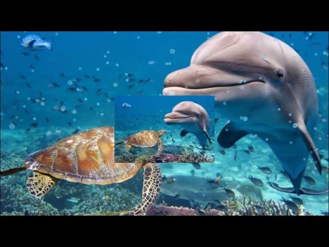Морские жители. Красота подводного мира.