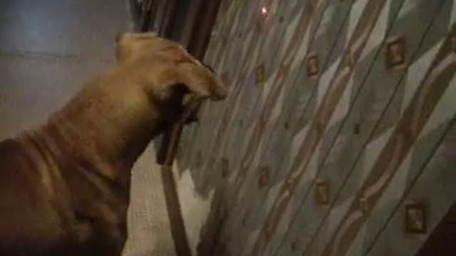 Реакция собаки на лазерную указку!!! смотреть онлайн