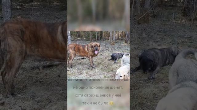 Наша Кане корсо отмечает день рождения 12 лет!!!! смотреть онлайн