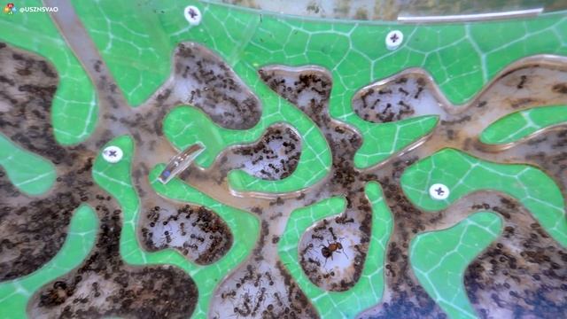 Цветоводство на ВДНХ смотреть онлайн