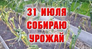 Последний день июля. На даче.mp4