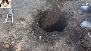 Как Пересаживать Малину Весной на Новое Место