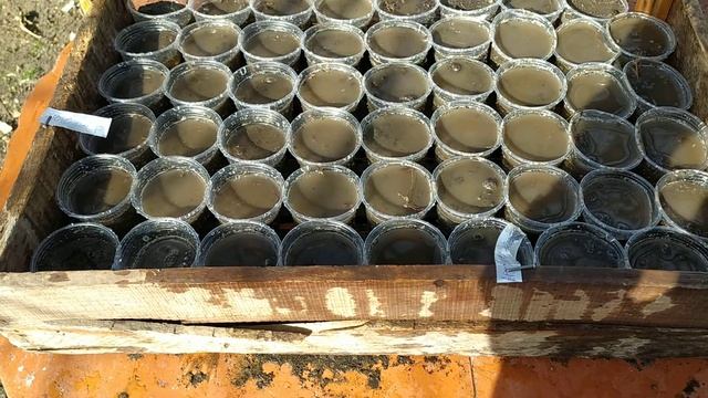 Посев огурца Лютояр, Кибрия, Арктика в стаканы смотреть онлайн