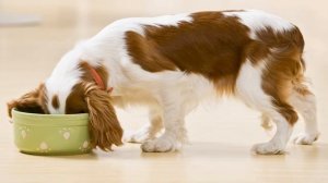 Можно ли собакам давать яйца вареные, сырые каждый день?