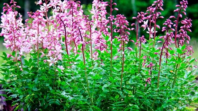 !!!!Куда пропадают пчёлы!!!! Опасные растения!!!! Все Секреты Пчеловодства! смотреть онлайн