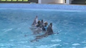 Танцы с дельфинами. Часть четвертая.