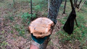 Добываем дубовый сувель. Или кап?