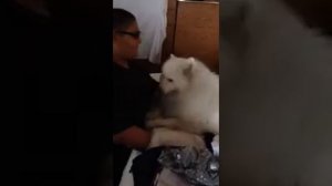 Samoyed love lol