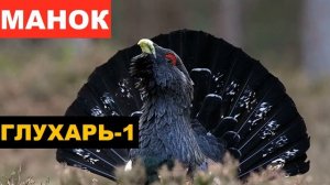 ?ГОЛОС (МАНОК) ГЛУХАРЬ 1