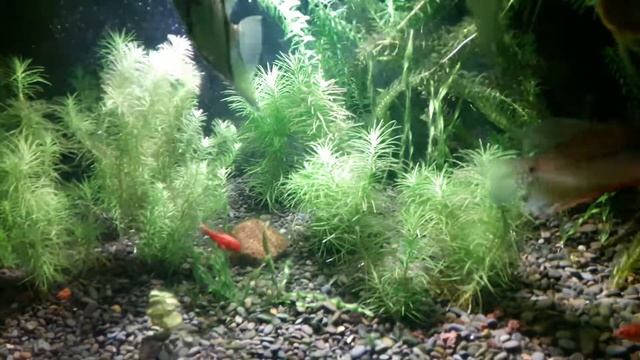 Гурами, скалярии смотреть онлайн