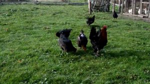 Обзор породы кур Маран чёрно-медный