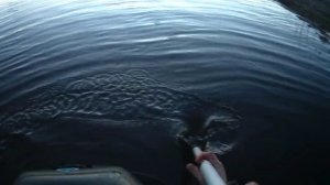 рыбалка на сети новая высокая сеть 70-ка из лески.mp4