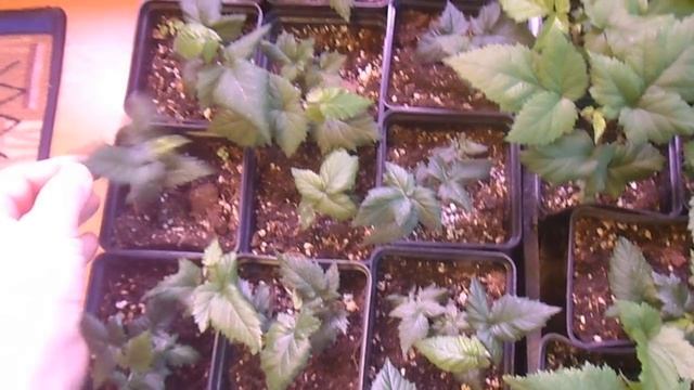 Как вырастить саженцы ежевики в домашних условиях под фитолампами. смотреть онлайн