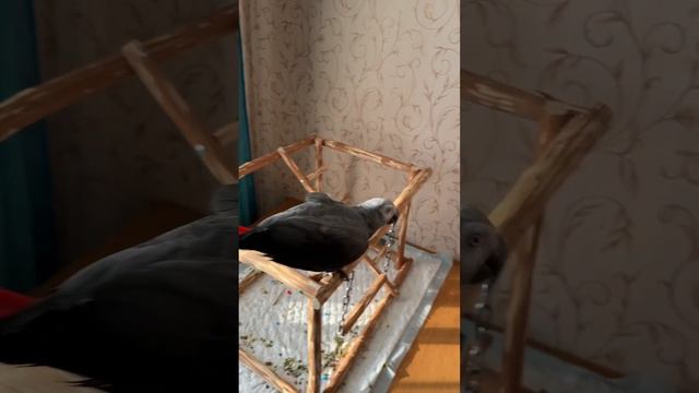 Попугай жако Джой кЕкает по команде. #попугайжако #parrot #wow #love