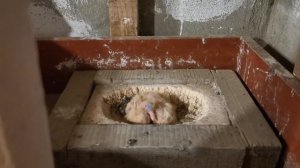 Сколько даю корма голубям в разное время года/How much do I give pigeons food