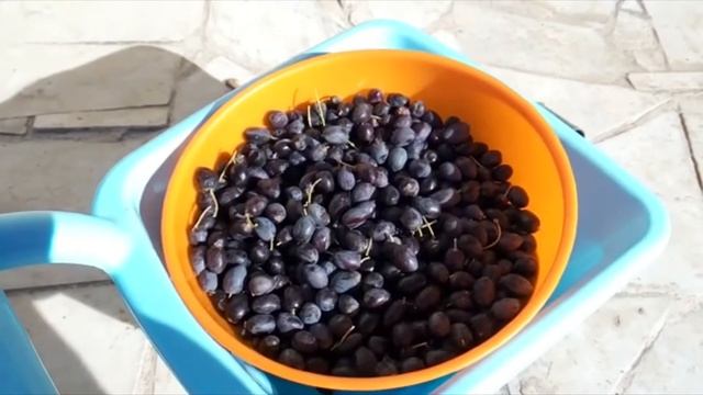 Маринование домашних оливок/Home pickling of olives#Алжир#Африка#Оливки#Приготовлениеоливок смотреть онлайн