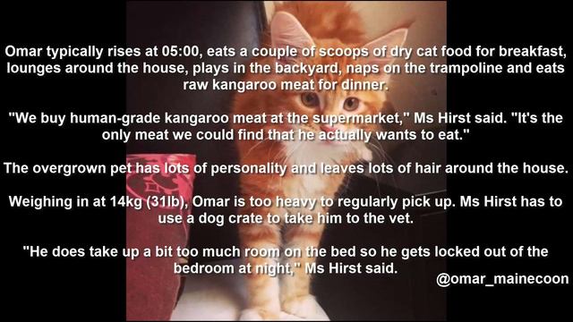 Omar, perhaps world's longest cat, finds internet fame смотреть онлайн