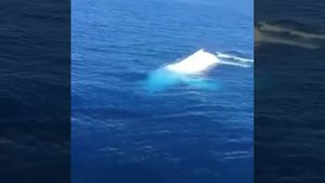 Кит Альбинос !!!!! Или показалось????