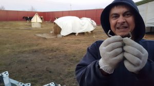 КАКАЯ ПЕРЕСТАНОВКА В КОРОВНИКЕ И ОСЛИКИ