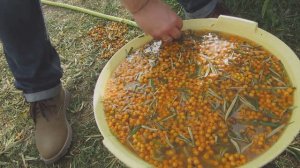 Отделение облепихи от мусора